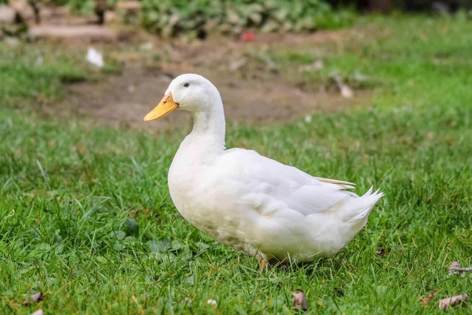 White(American) Pekin